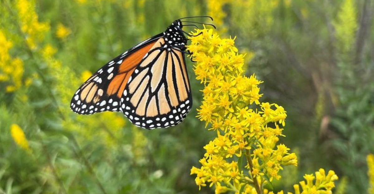 Why You'll Want To Plant Goldenrod In Your Michigan Yard After All - Decor Hint Why Youll Want To Plant Goldenrod In Your Michigan Yard After All 2 - Decor Hint