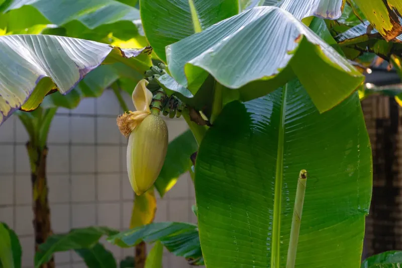 Banana Plant (Musa Basjoo)