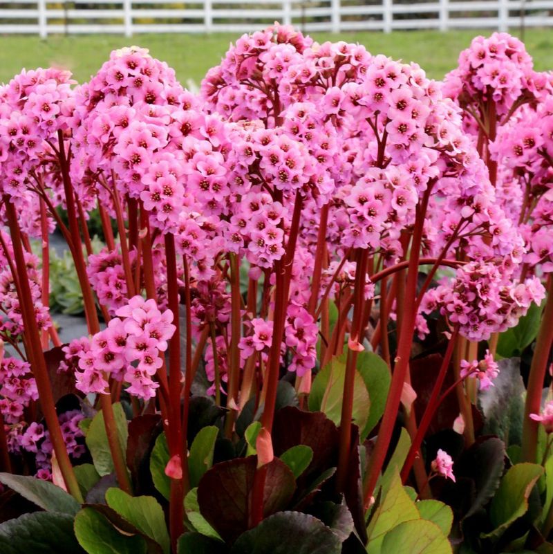 Bergenia