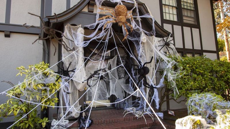 Spider Webs Draped Over Hedges