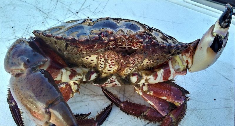 California King Crab Spots That Don't Need The Hype To Pack The House - Decor Hint Sea Harvest Fish Market & Restaurant - Morro Bay