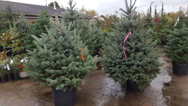 Tree Rental And Return Programs