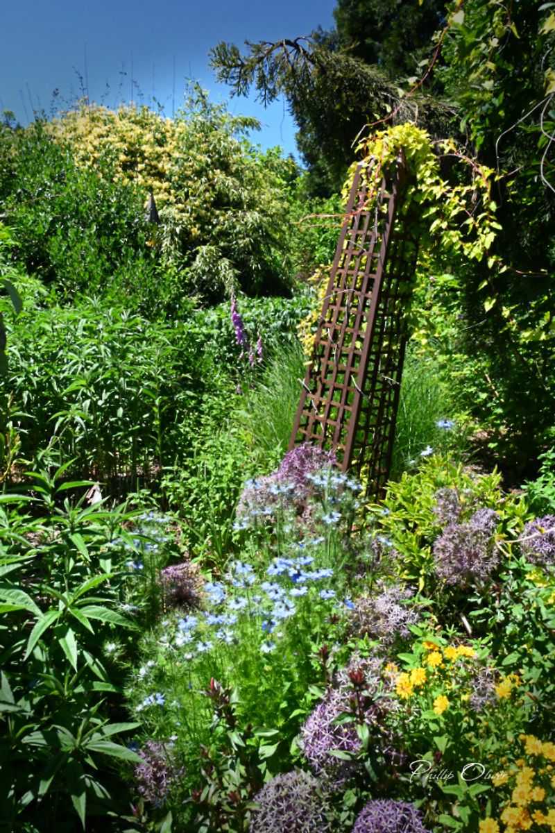 Dancing Oaks Nursery