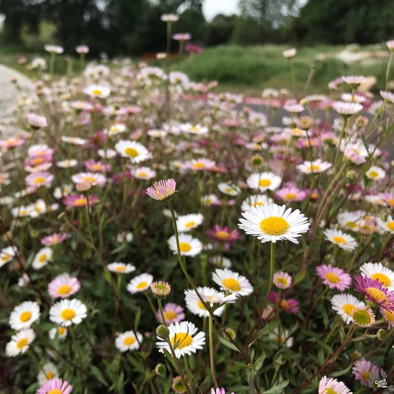 15 Plants In California That Belong In Every Garden - Decor Hint Santa Barbara Daisy