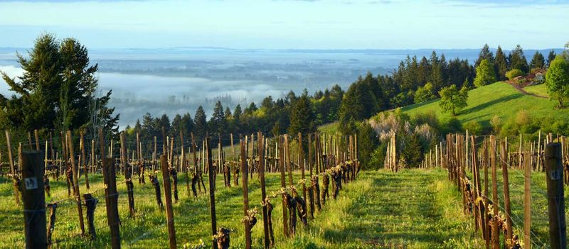 10 Oregon Wineries Where Harvest Season Means Fun For Everyone - Decor Hint The Eyrie Vineyards