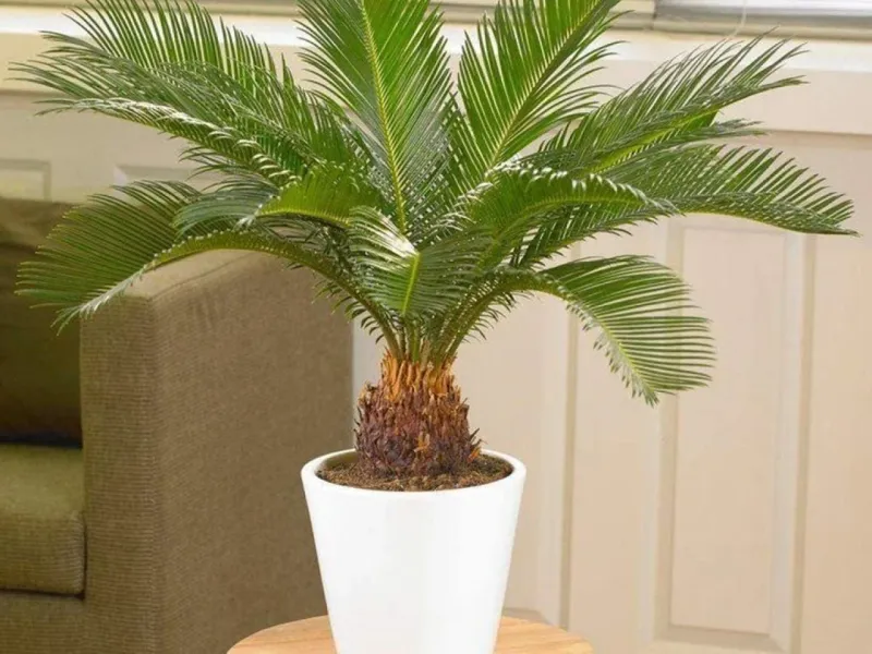 Sago Palm (Cycas Revoluta)
