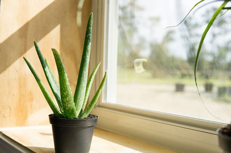 Indoor Plants That Bring California Homes To Life - Decor Hint Aloe Vera