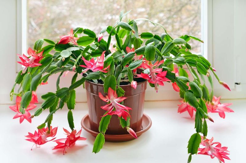 Succulents That Make Indoor Gardening Easy In Arizona - Decor Hint Christmas Cactus
