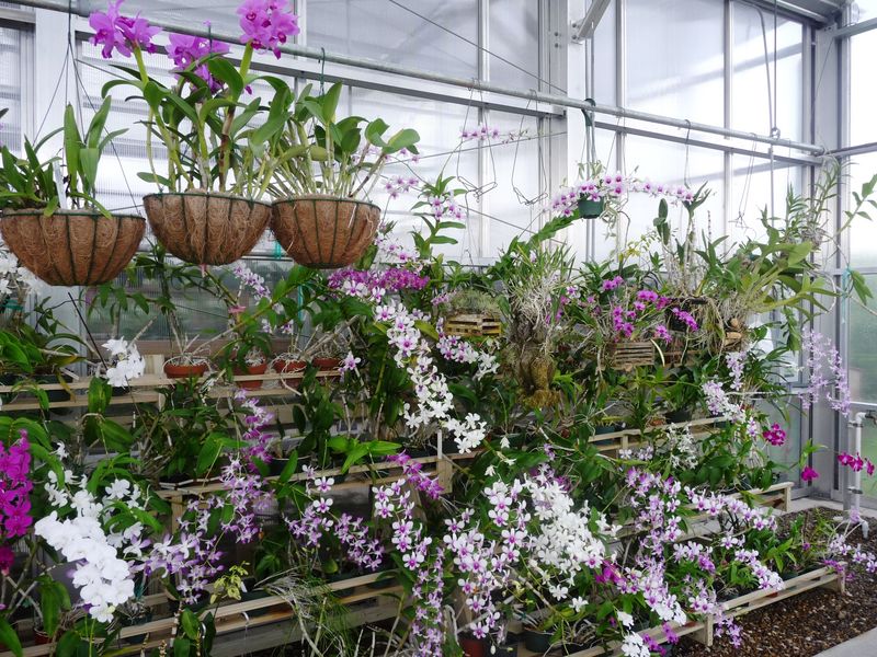 South Texas Botanical Gardens & Nature Center (Corpus Christi)
