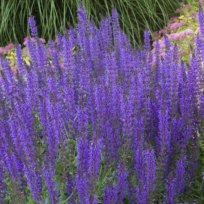 13 Flowers That Bloom Beautifully In Georgia And Instantly Upgrade Your Yard - Decor Hint Salvia