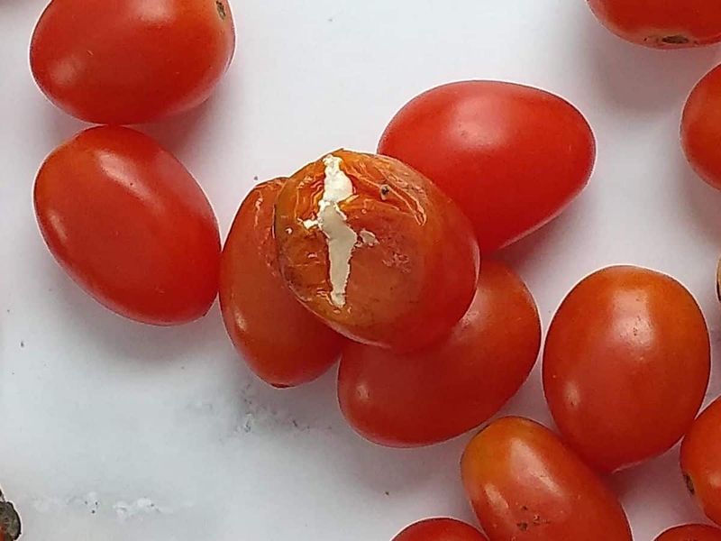 10 Favorite Foods You're Ruining By Keeping In The Fridge, Michigan-Style - Decor Hint Tomatoes