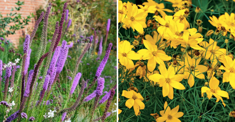 14 Flower Varieties Illinois Homeowners Plant For Instant Outdoor Charm