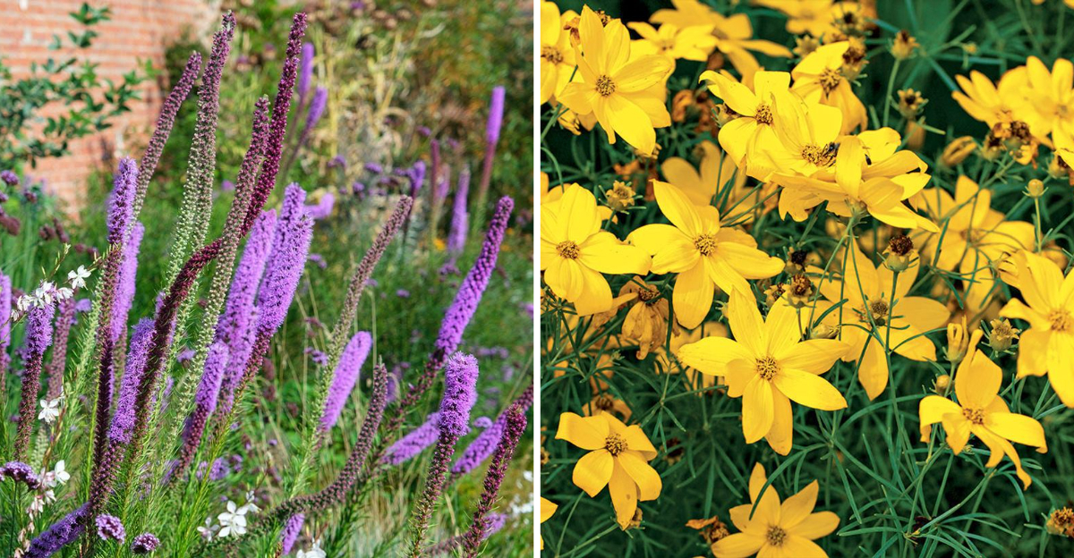 14 Flower Varieties Illinois Homeowners Plant For Instant Outdoor Charm - Decor Hint