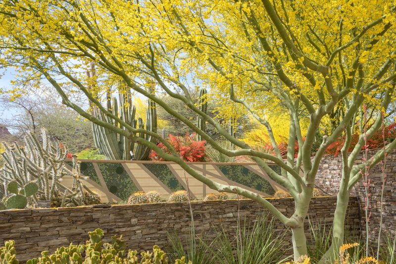 Explore the Desert Botanical Garden