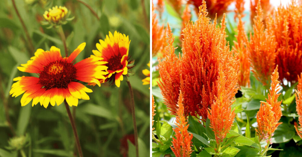 14 Texas Flowers That Survive The Heat And Make Any Yard Look Pricier - Decor Hint