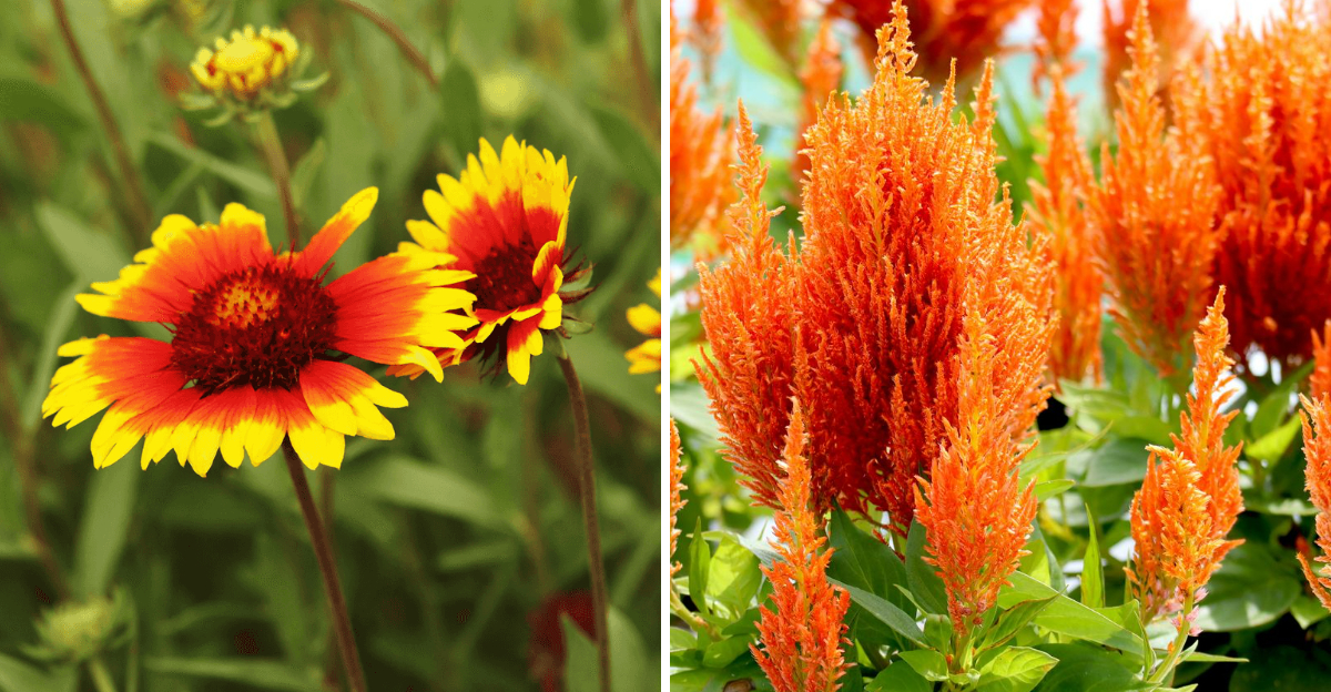14 Texas Flowers That Survive The Heat And Make Any Yard Look Pricier - Decor Hint