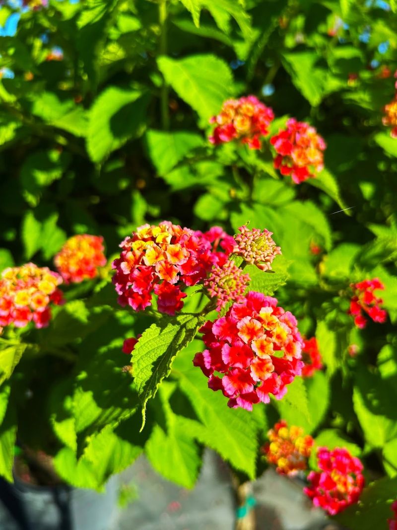 Lantana