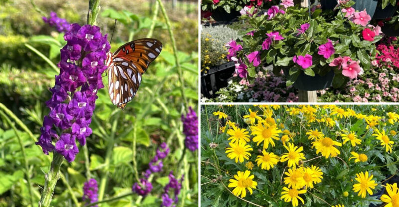 15 Top Year-Round Florida Flowers That Instantly Upgrade Your Landscape