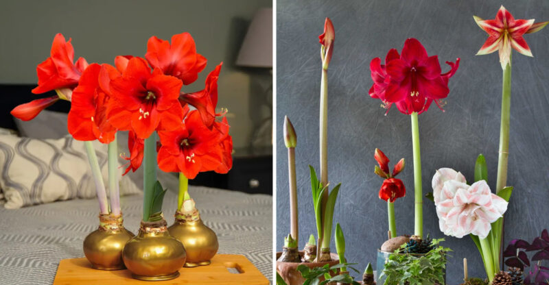 16 Michigan Holiday Designs Proving Amaryllis Is The Season’s Star Flower