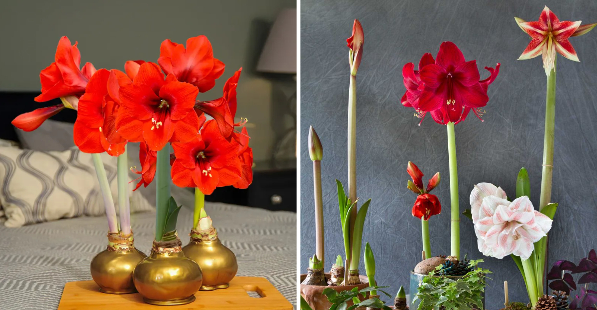 16 Michigan Holiday Designs Proving Amaryllis Is The Seasons Star Flower - Decor Hint