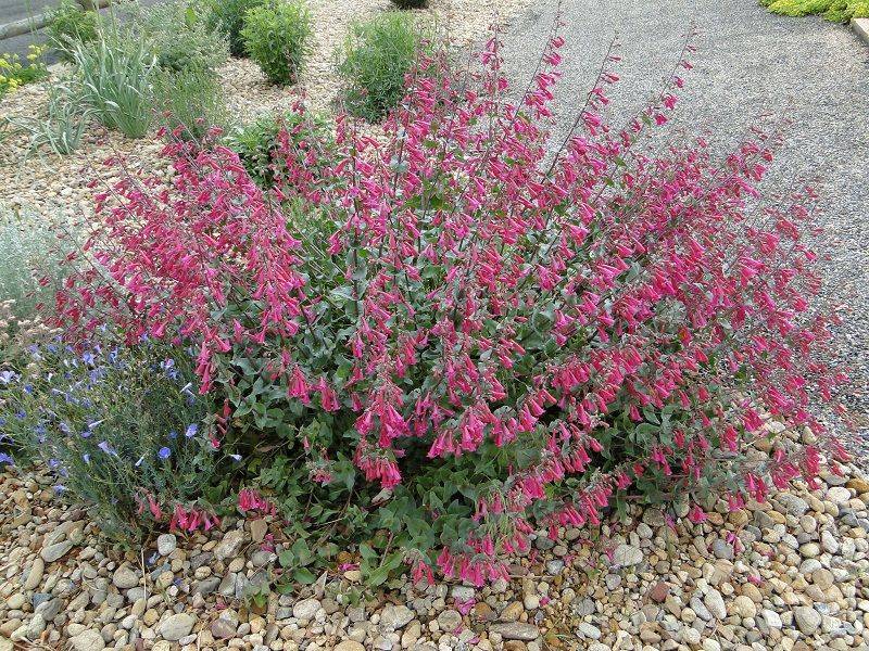 16 New Mexico Flowers That Thrive In The Desert Sun And Make Any Yard Look Luxurious - Decor Hint Penstemon