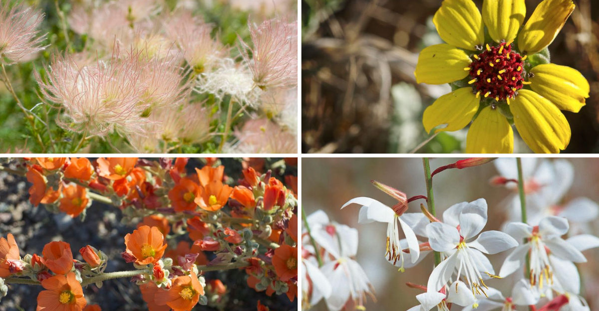 16 New Mexico Flowers That Thrive In The Desert Sun And Make Any Yard Look - Decor Hint