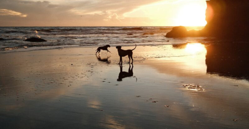 20 Northern California Escapes Your Pets Will Love As Much As You Do