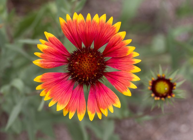16 New Mexico Flowers That Thrive In The Desert Sun And Make Any Yard Look Luxurious - Decor Hint Indian Blanket