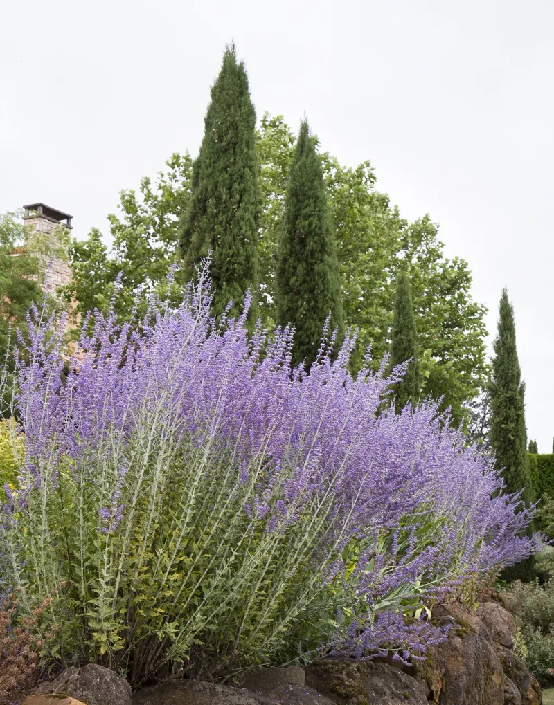 16 New Mexico Flowers That Thrive In The Desert Sun And Make Any Yard Look Luxurious - Decor Hint Russian Sage
