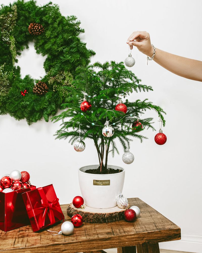 Lightweight Decorating Options