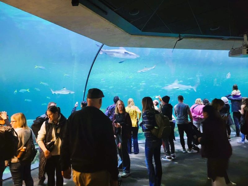 Shedd Aquarium, Chicago