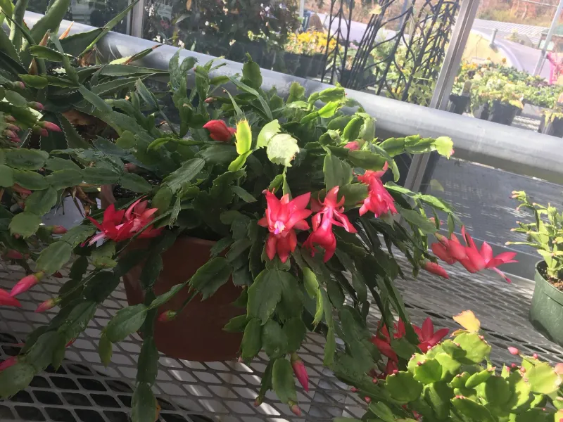 Tennessee's New Holiday Décor Trend Combines Christmas Cactus And Amaryllis For A Beautiful Indoor Look - Decor Hint Reusable Décor That Returns Each Year