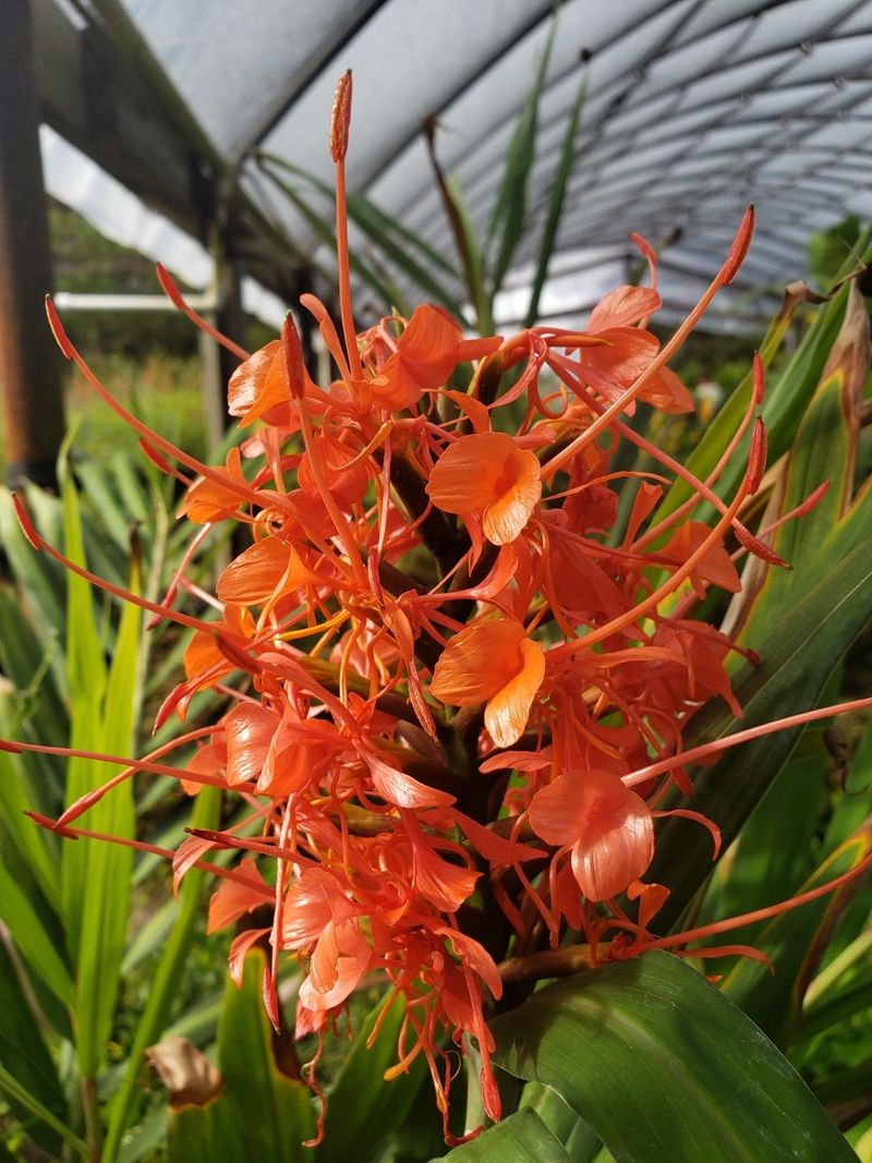 Incorporate Tropical Touches