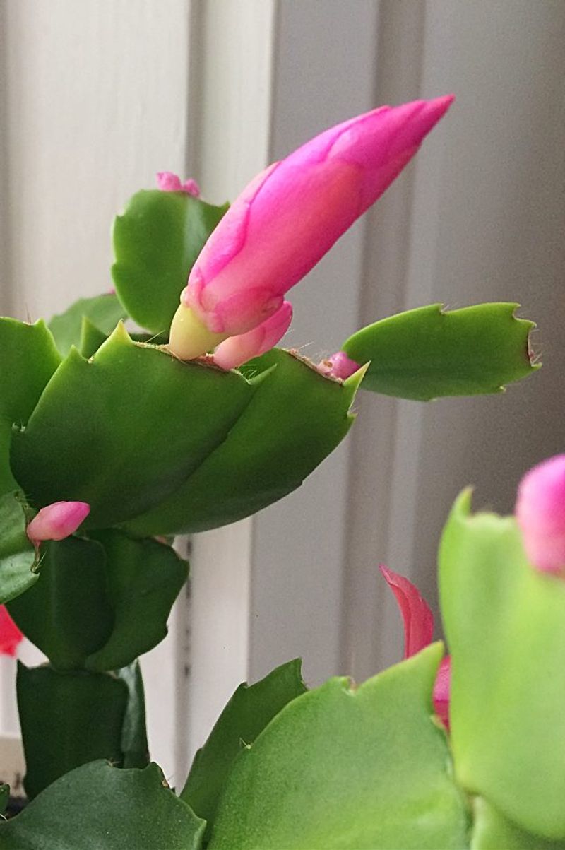 Easy Christmas Cactus Tips That Guarantee Blooms Before Holiday Guests Arrive - Decor Hint Stop Fertilizing About a Month Before Blooming