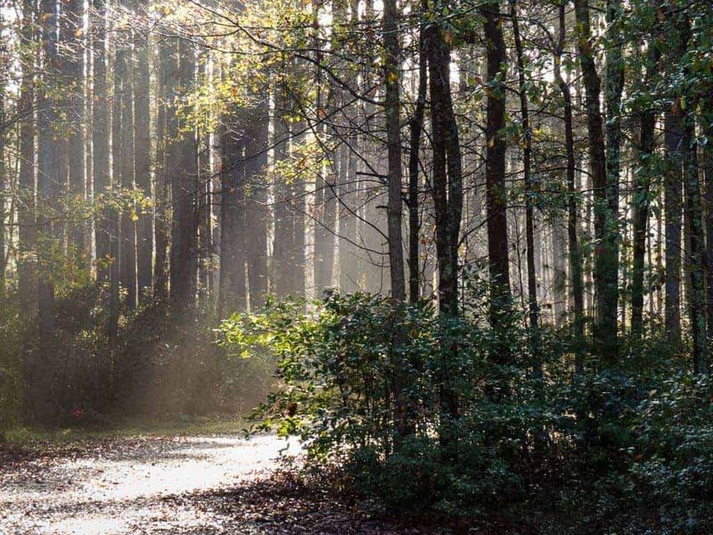 Savannah National Wildlife Refuge