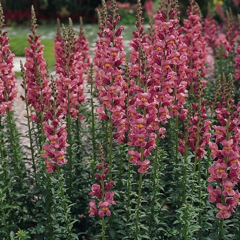 Hardy Arizona Flowers That Keep Blossoming When Temps Drop - Decor Hint Snapdragon