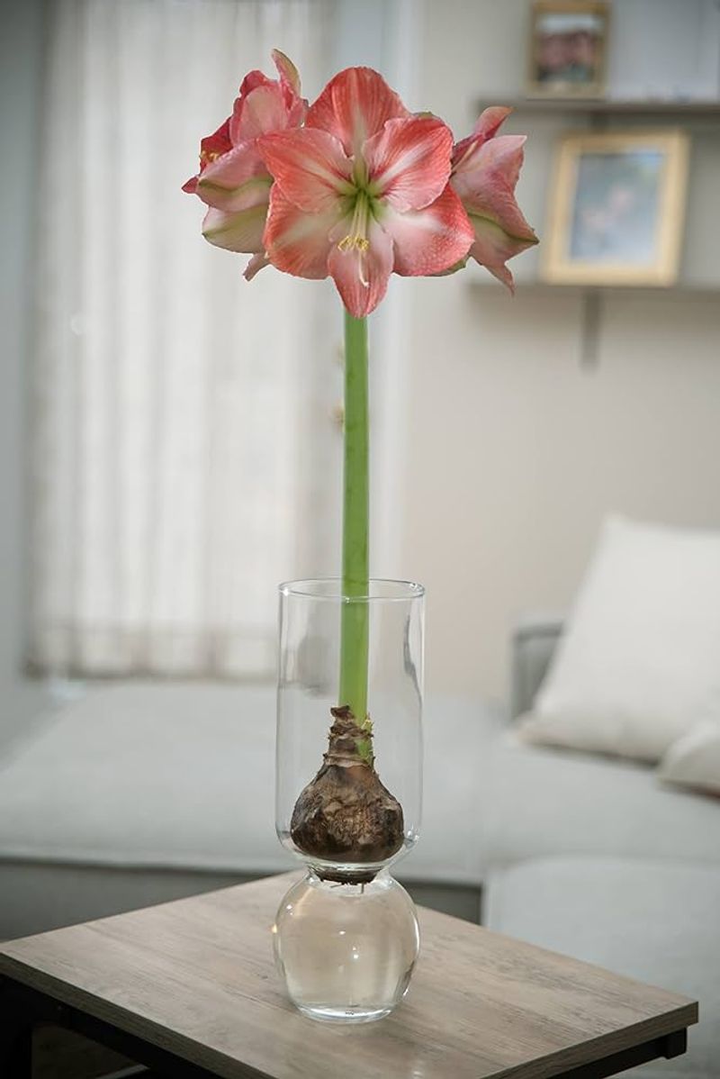 Glass Vase Bulb Display