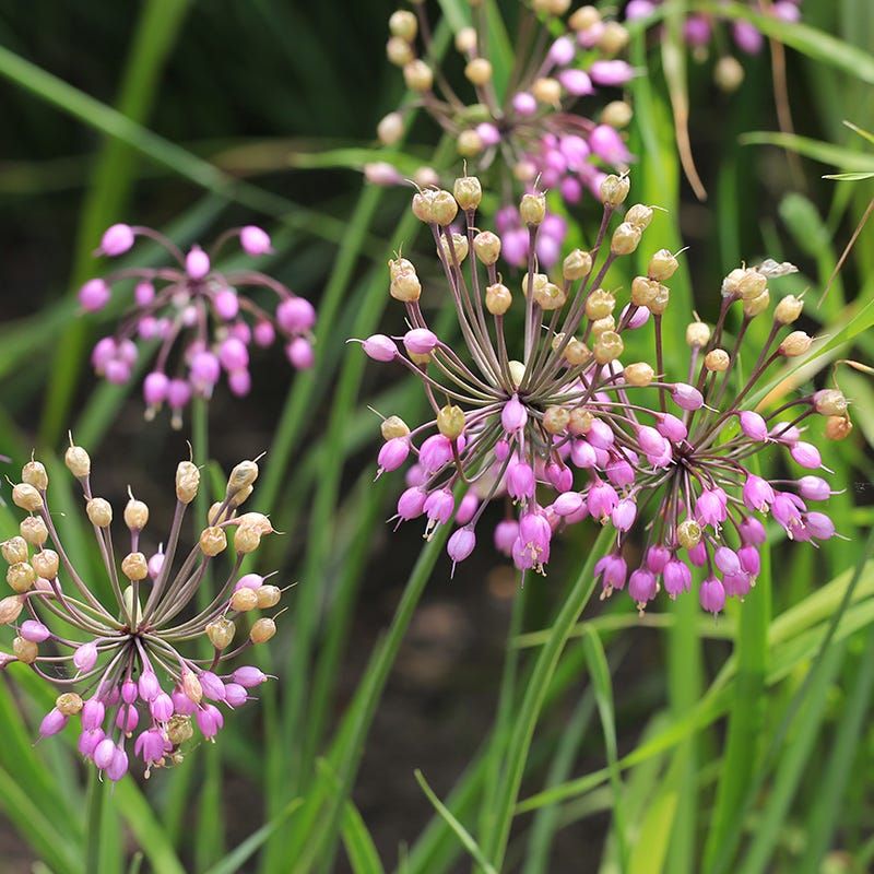 Nodding Onion
