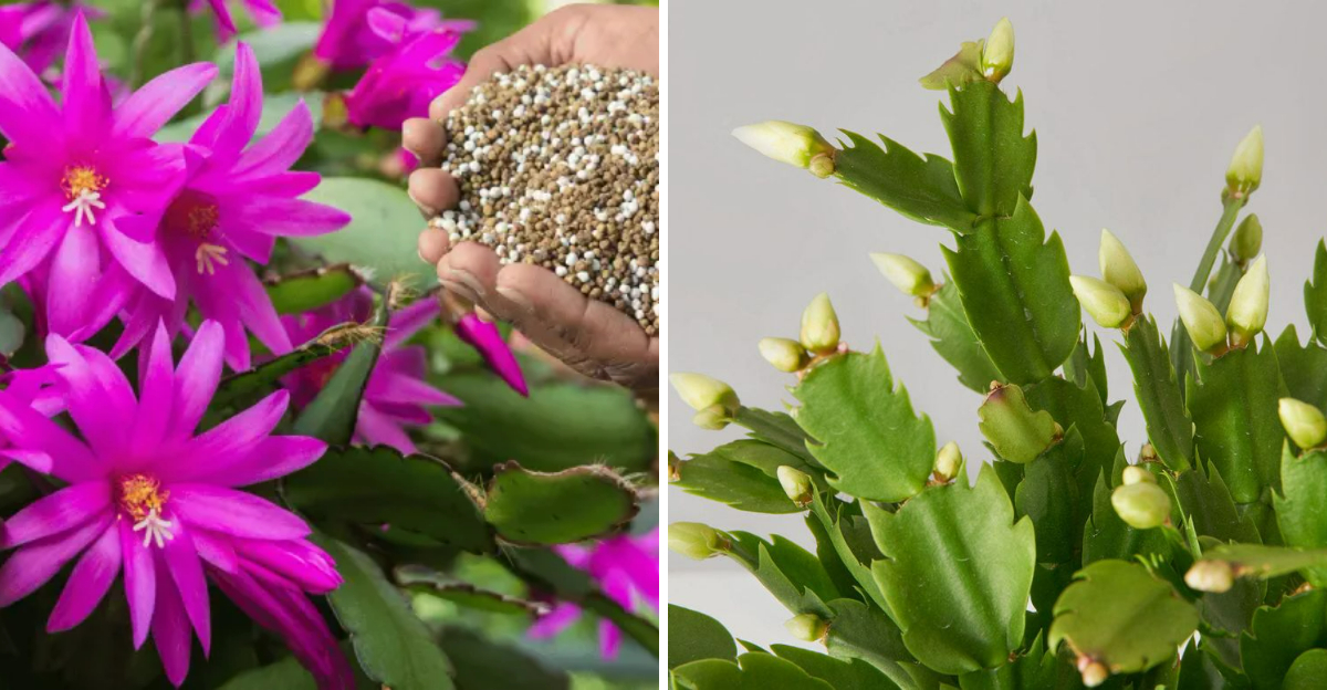 Arizonas Christmas Cactus Trend Is Back With Blooms Ready By Thanksgiving - Decor Hint