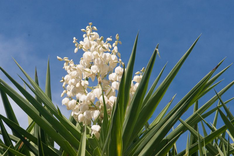 16 New Mexico Flowers That Thrive In The Desert Sun And Make Any Yard Look Luxurious - Decor Hint Yucca Flower