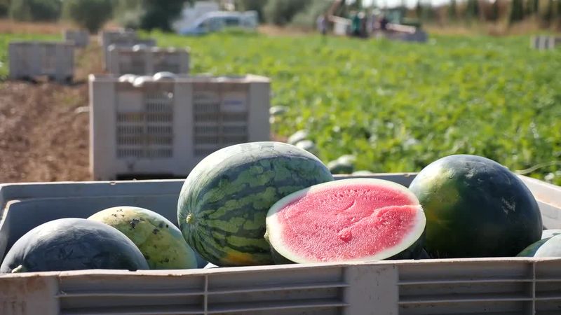 Railroad History Comes Alive at Cordele's Watermelon Days
