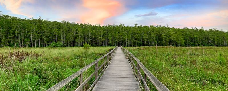 Naples Experiences That Prove It's One Of Florida's Finest Cities - Decor Hint Explore the Corkscrew Swamp Sanctuary