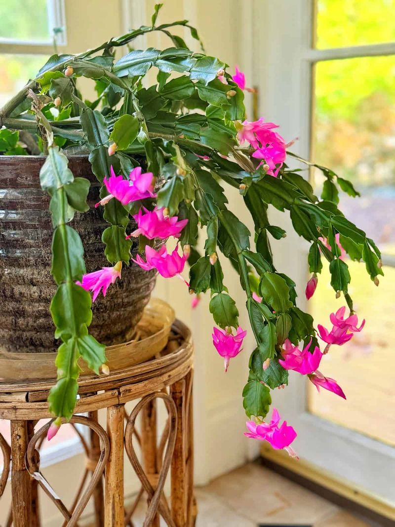 Easy Christmas Cactus Tips That Guarantee Blooms Before Holiday Guests Arrive - Decor Hint Keep Conditions Stable and Avoid Sudden Changes