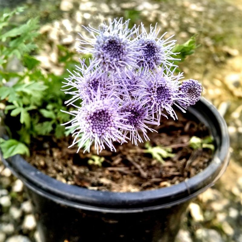 Hardy Arizona Flowers That Keep Blossoming When Temps Drop - Decor Hint Ageratum