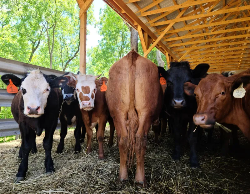 20 Minnesota Grocery Stores Delivering Old-School Quality And Fresh Flavorful Meat - Decor Hint Paulson's Family Meats