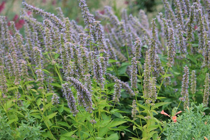 Anise Hyssop