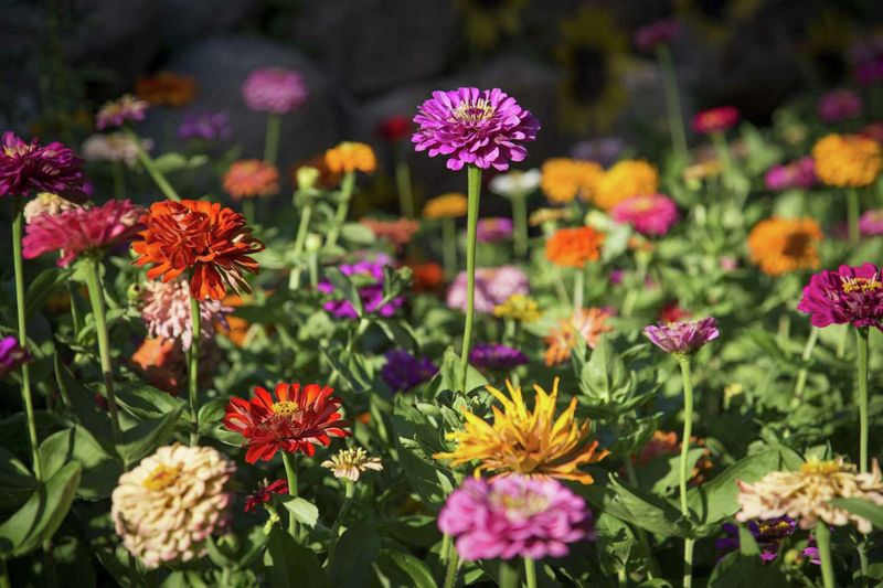 14 Texas Flowers That Survive The Heat And Make Any Yard Look Pricier - Decor Hint Zinnias