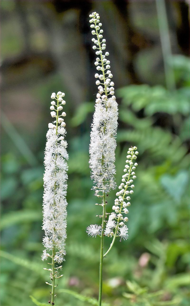 Black Cohosh