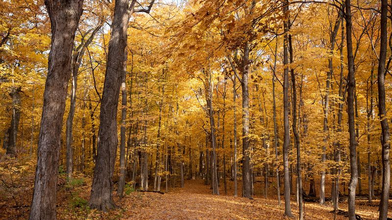 King's Grove Ancient Oak Woodland