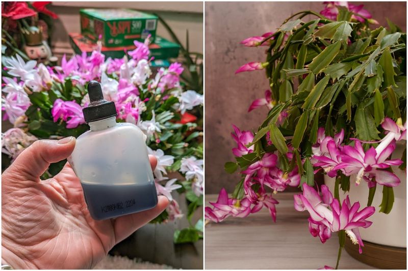 Feeding for Extended Blooms